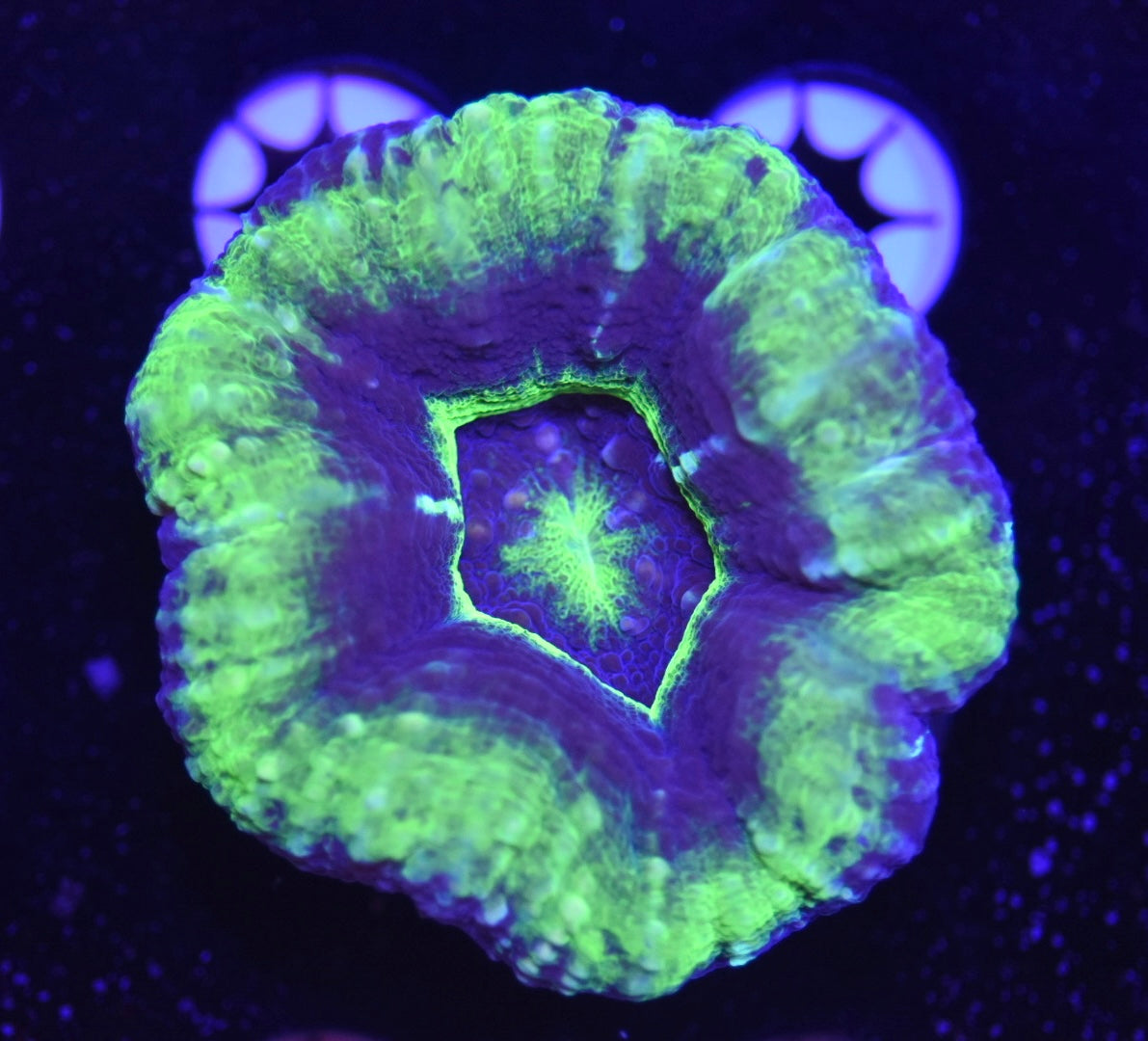 WYSIWYG Ultra UFO Scolymia 2.5"