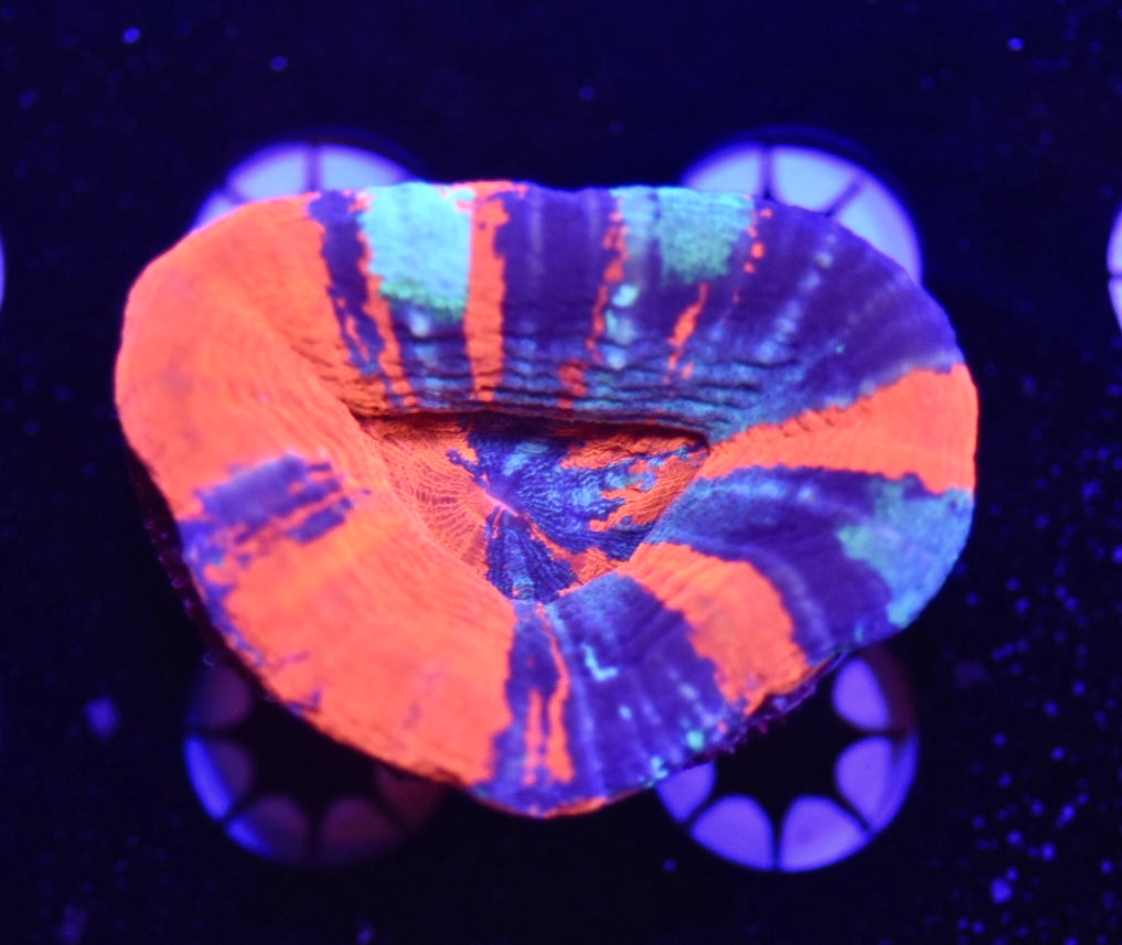 WYSIWYG Ultra Warpaint Scolymia 2.5"
