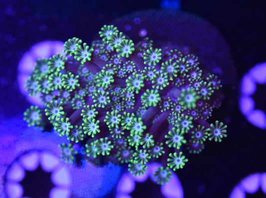WYSIWYG Daisy Cutter Alveopora 2.5"