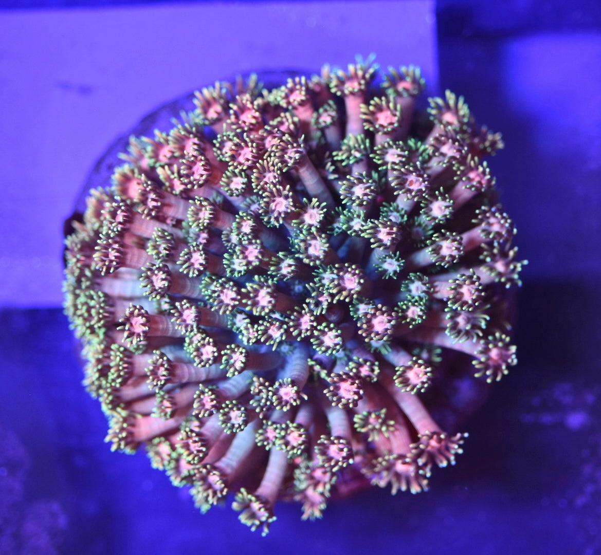 WYSIWYG Rainbow Powerball Goniopora Colony 4.5" (INSANE!)