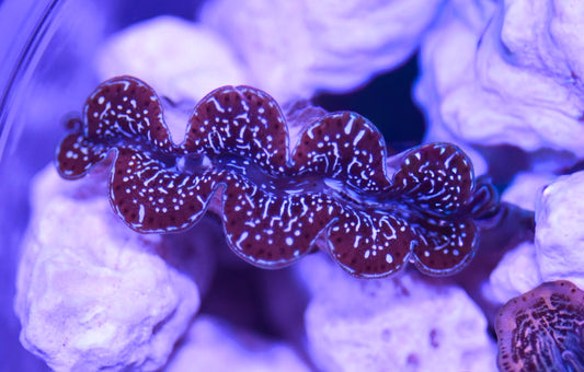 WYSIWYG ORA Ultra Maxmia Clam 2"