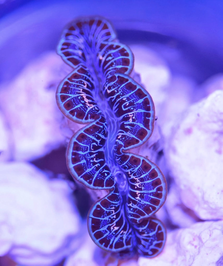 WYSIWYG ORA Ultra Maxima Clam 2"
