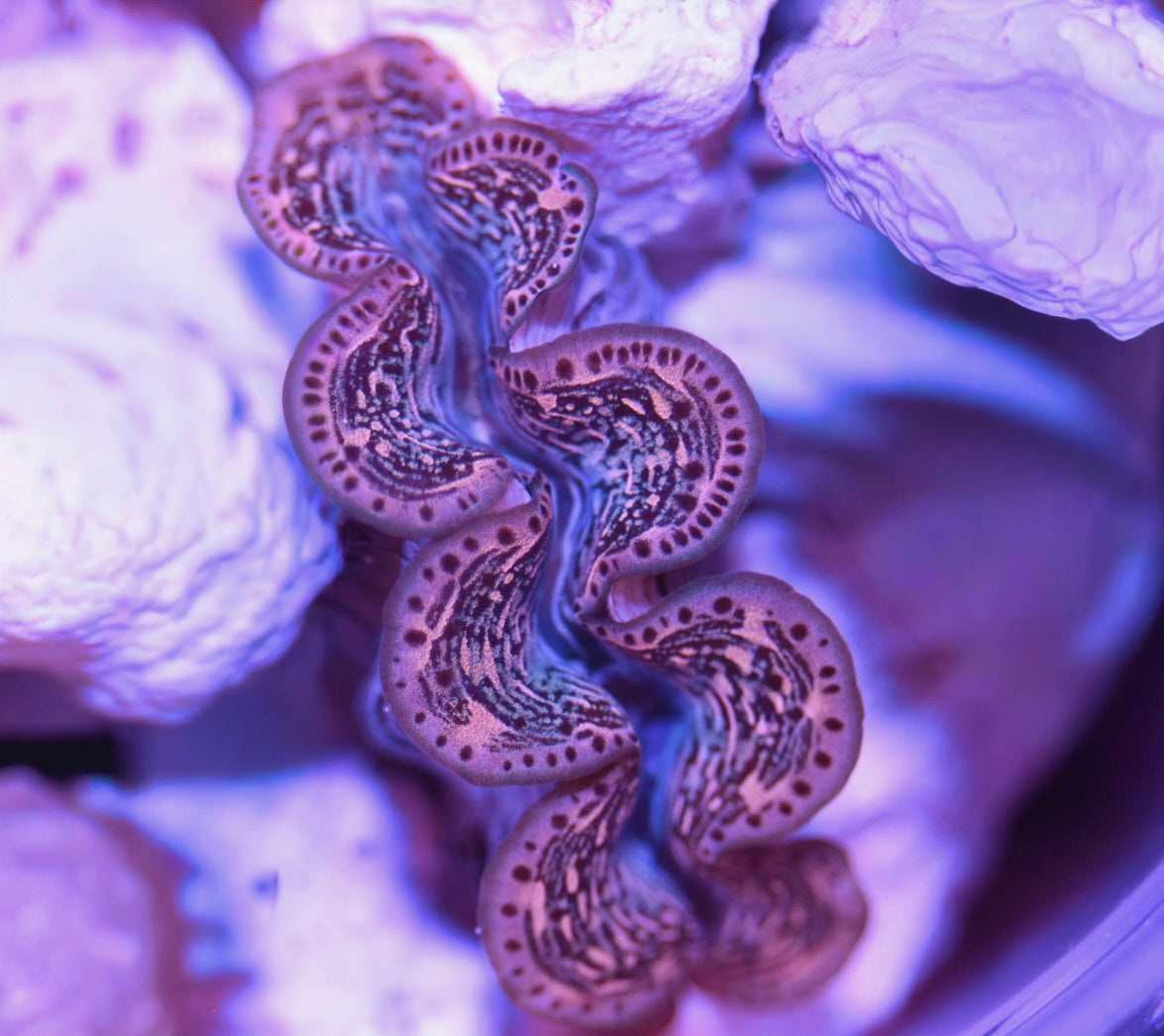 WYSIWYG ORA Ultra Maxima Clam 2"