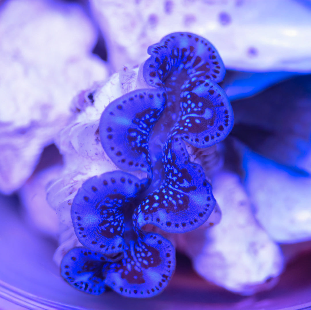 WYSIWYG ORA Ultra Maxima Clam 2"