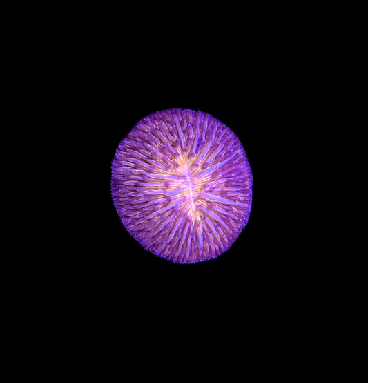 WYSIWYG Sunset Fungia Plate Coral