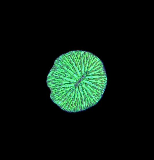 WYSIWYG Mini Green Fungia Plate Coral (BRIGHT!)