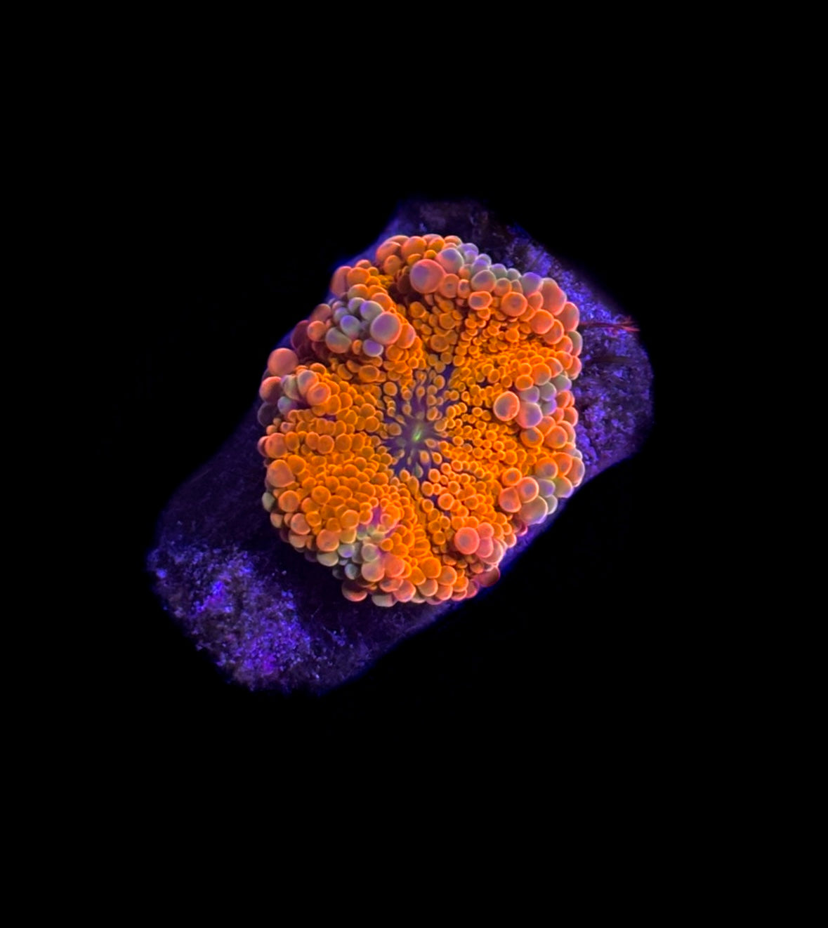 WYSIWYG Rainbow Yuma Mushroom Coral (BRIGHT!)