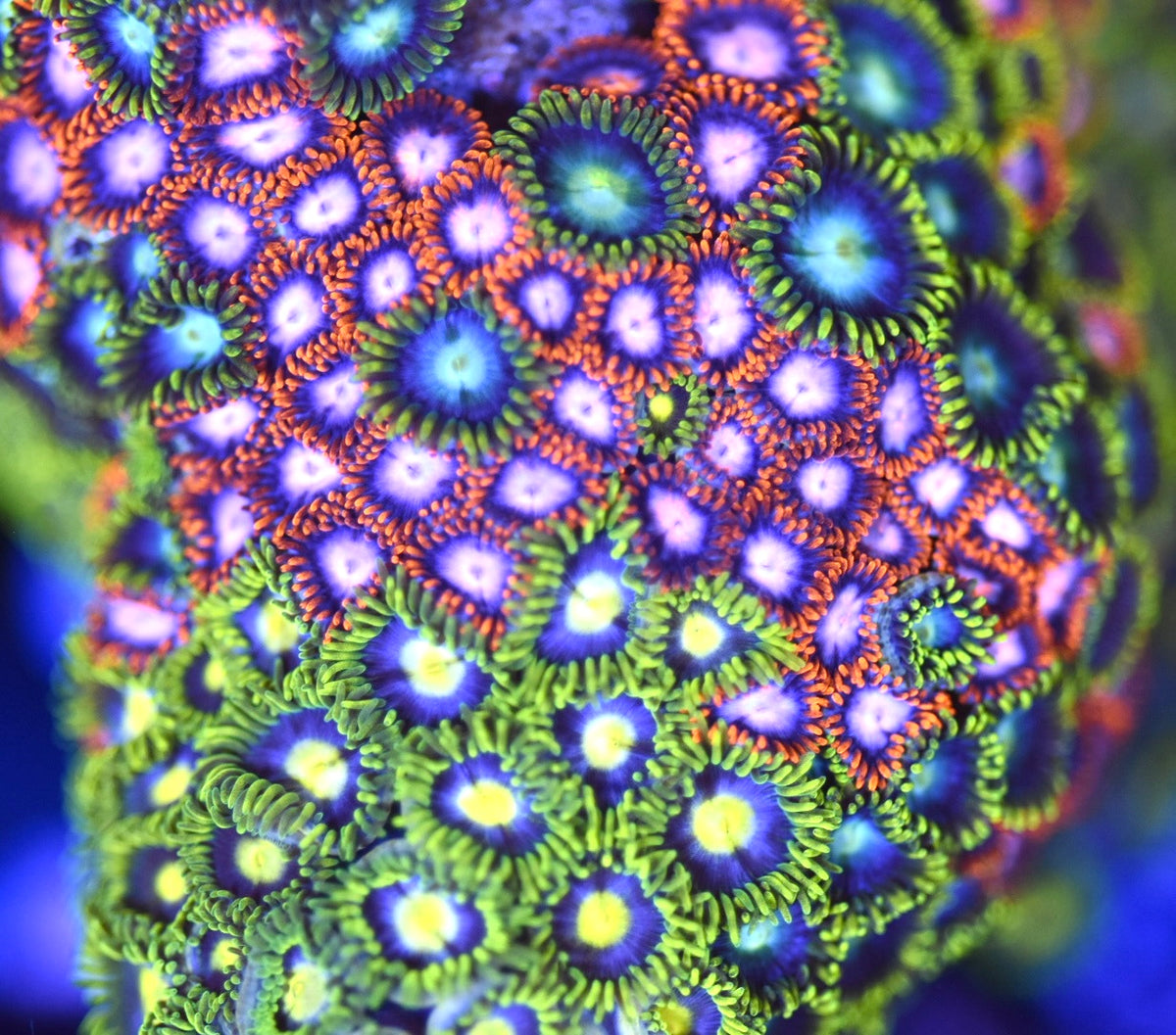 WYSIWYG Mixed Zoanthid Colony 4" (BRIGHT!)