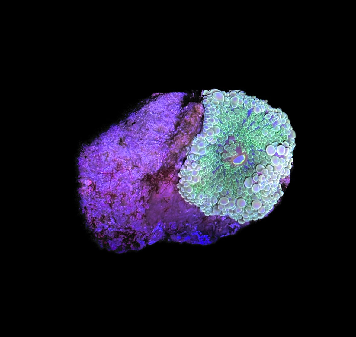 WYSIWYG Rainbow Yuma Mushroom Coral 2.5"