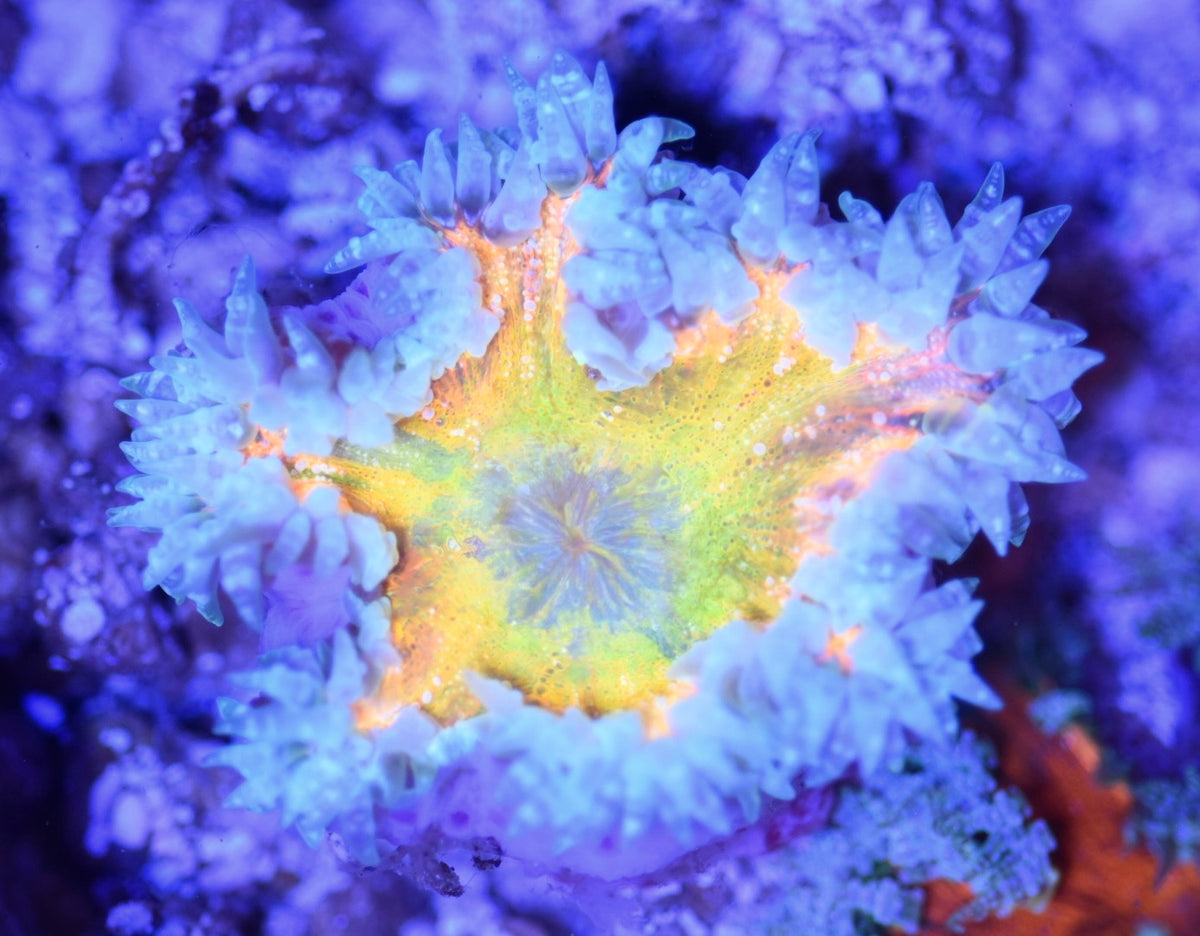 WYSIWYG Ultra Rock Flower Anemone 2.5"