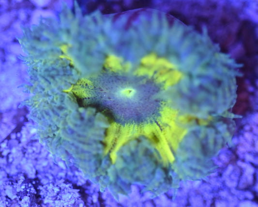 WYSIWYG Ultra Rock Flower Anemone 2.5"