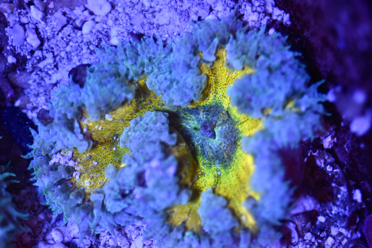 WYSIWYG Ultra Rock Flower Anemone 2.5"