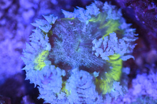 WYSIWYG Ultra Rock Flower Anemone 2.5"