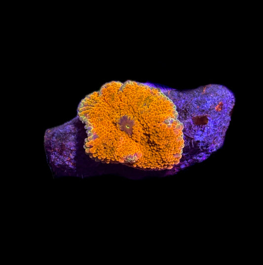 WYSIWYG Rainbow Yuma Mushroom Coral 2" (BRIGHT!)