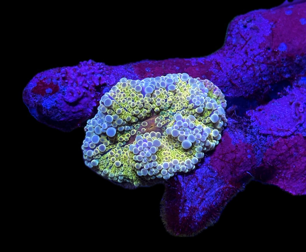 WYSIWYG Incredible Rainbow Yuma Mushroom Coral 2.5"