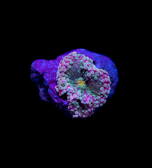 WYSIWYG Incredible Rainbow Yuma Mushroom Coral (RARE!) 2"