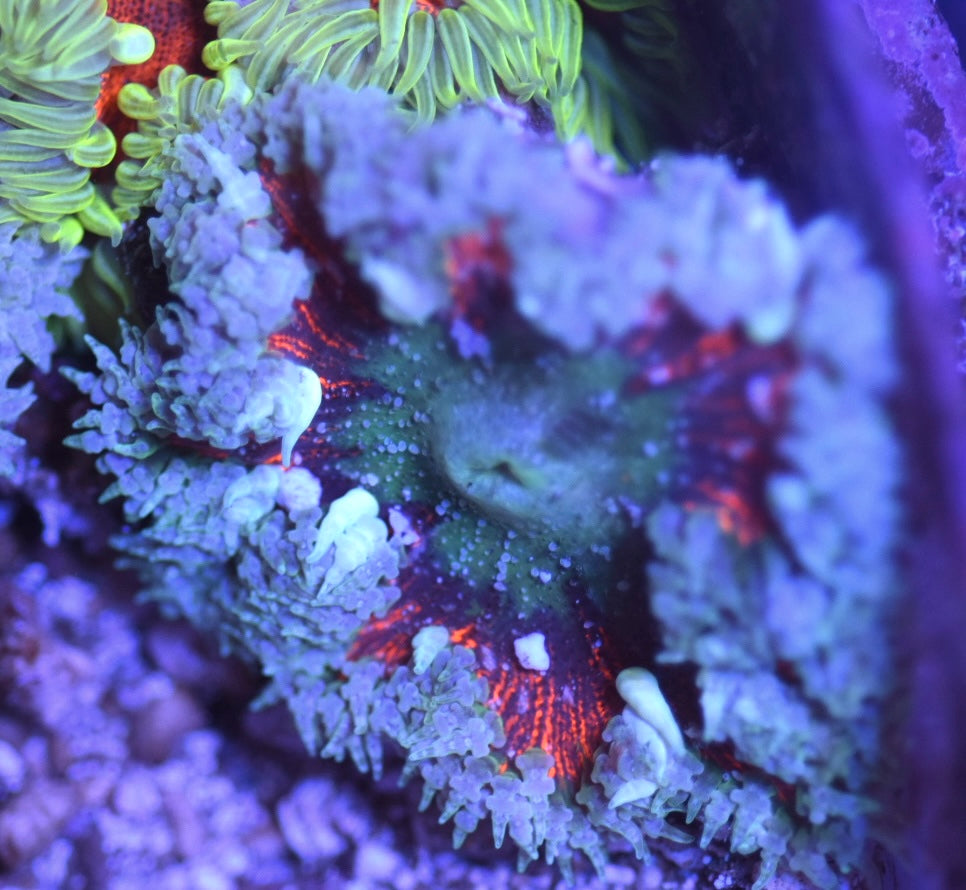 WYSIWYG Ultra Rock Flower Anemone 2.5"
