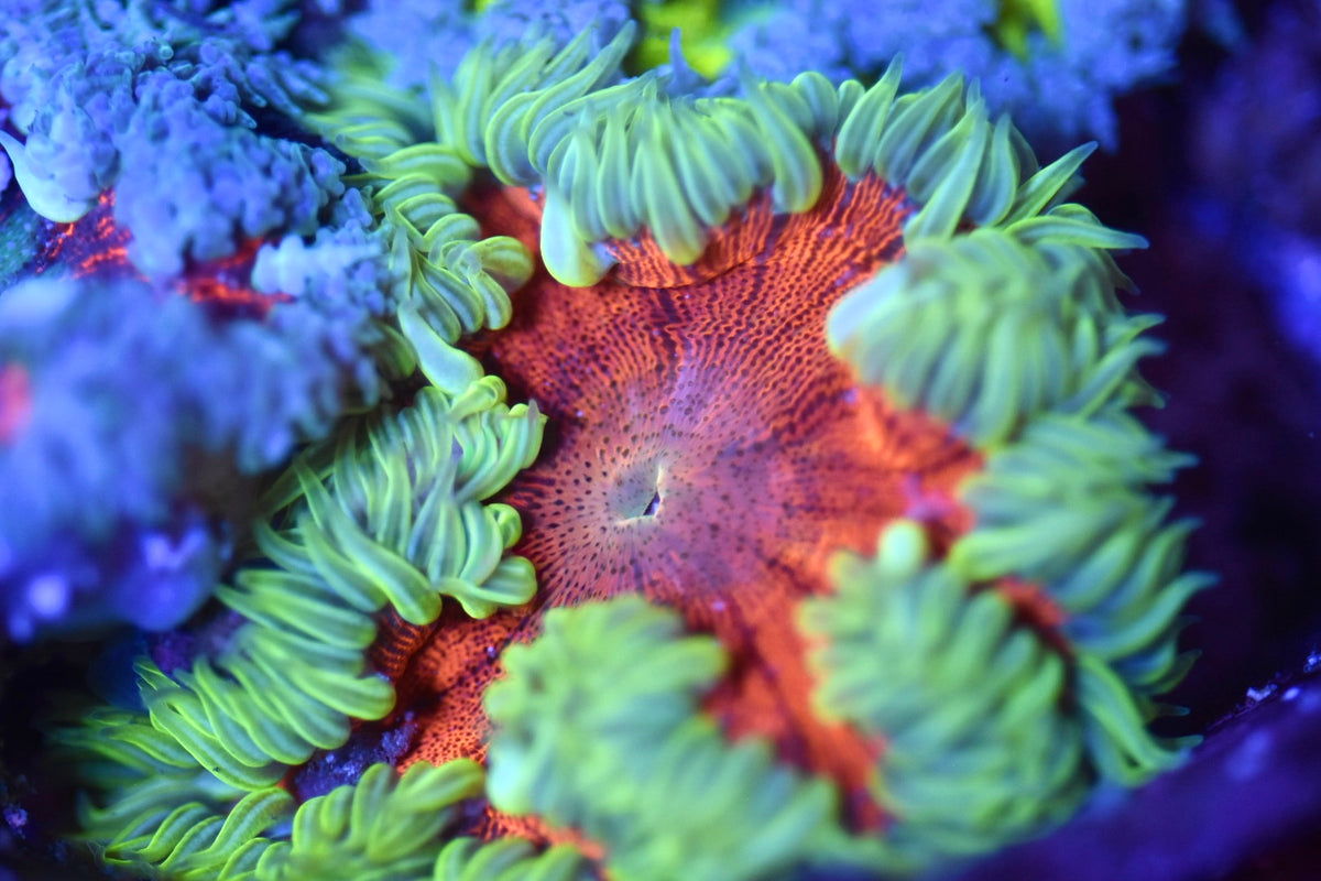 WYSIWYG Ultra Rock Flower Anemone 2.5"
