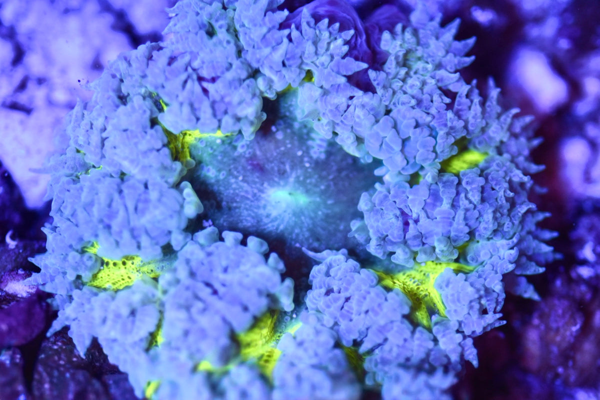 WYSIWYG Ultra Rock Flower Anemone 2.5"