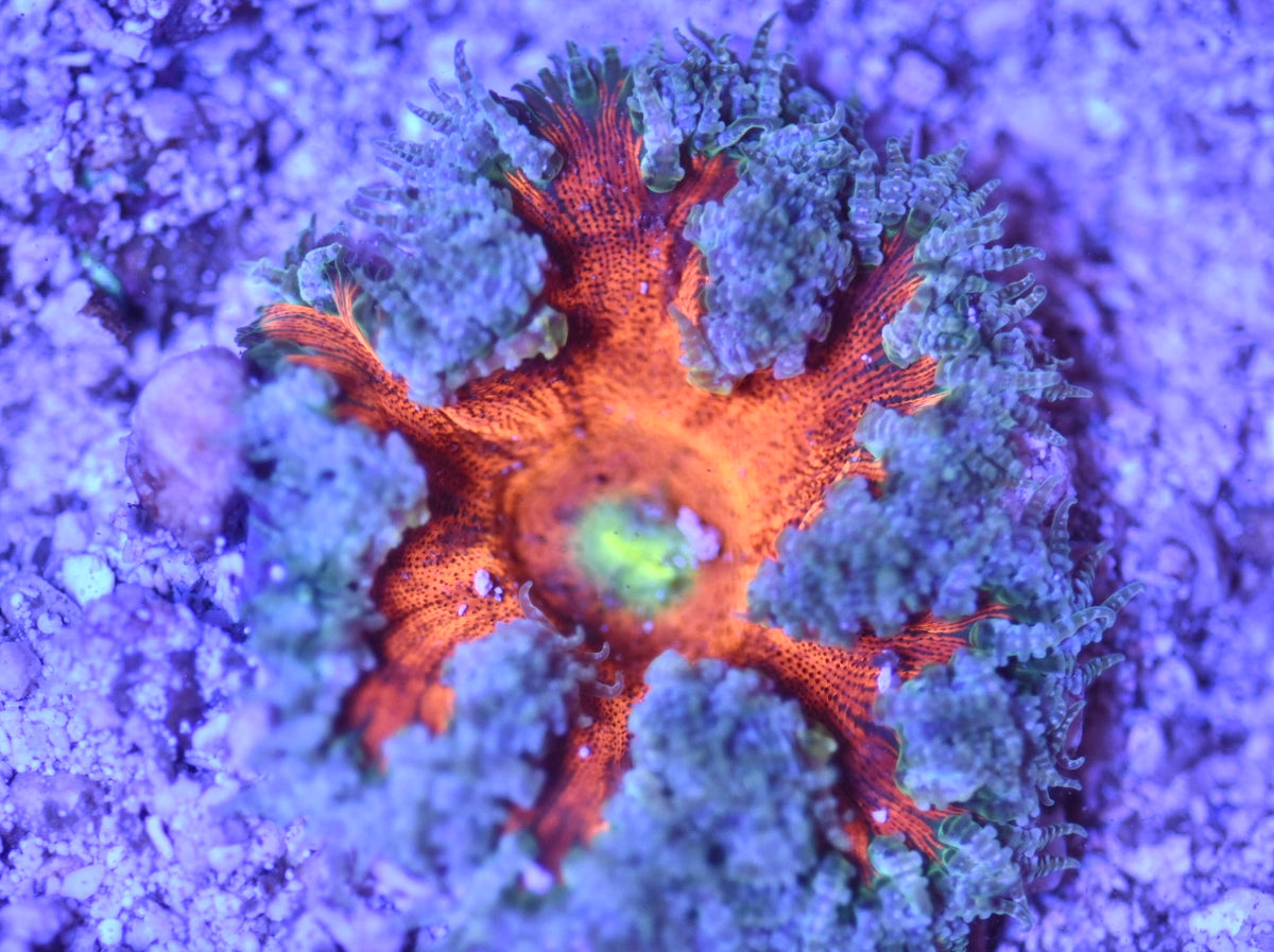 WYSIWYG Ultra Rock Flower Anemone 2.5"