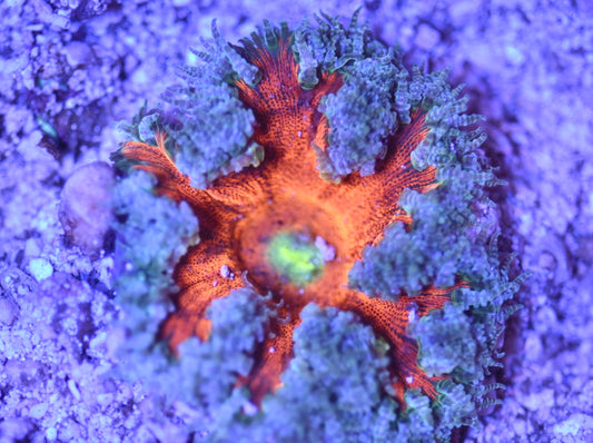 WYSIWYG Ultra Rock Flower Anemone 2.5"