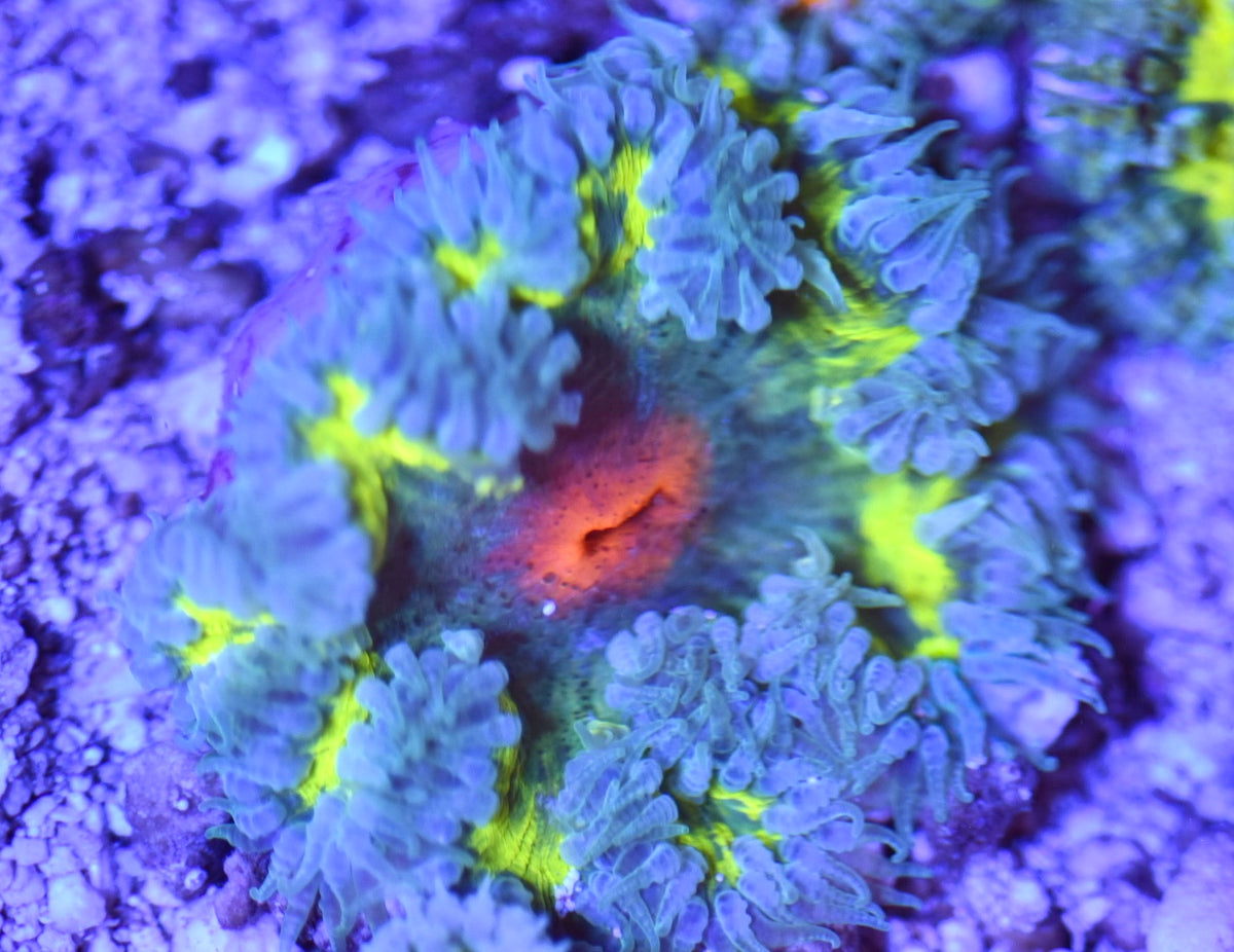 WYSIWYG Ultra Rock Flower Anemone 2.5"