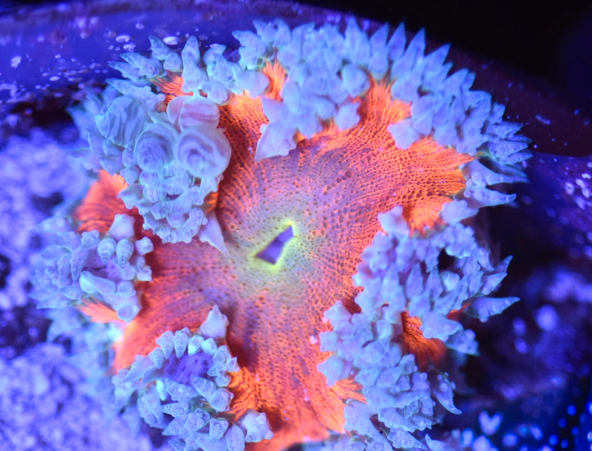 WYSIWYG Ultra Rock Flower Anemone 2.5"