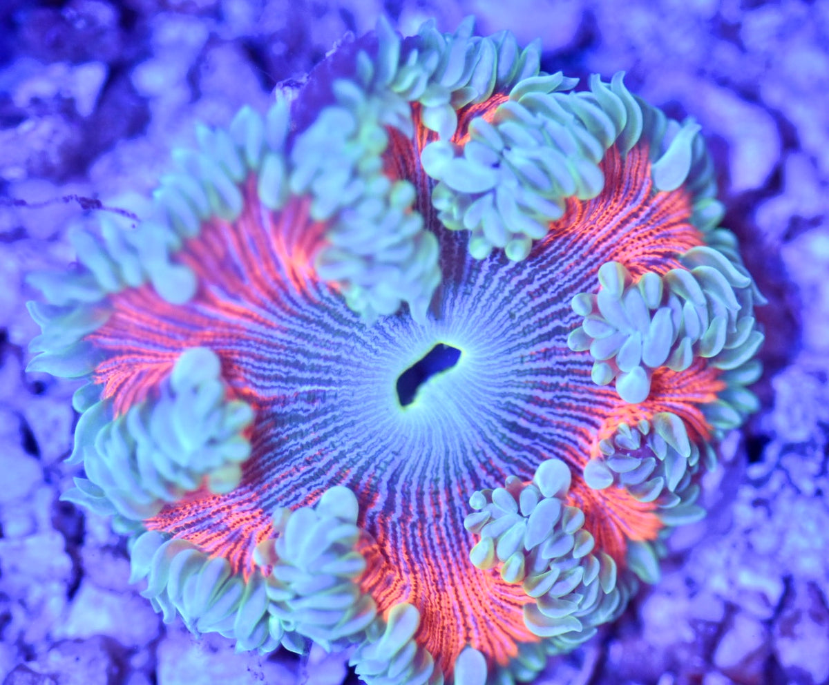 WYSIWYG Ultra Rock Flower Anemone 2.5"