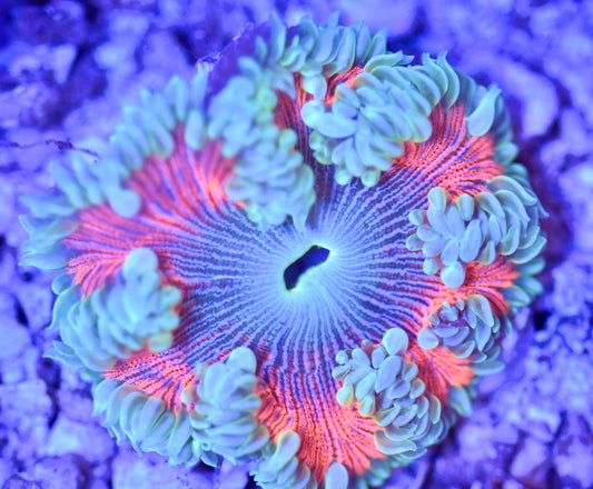 WYSIWYG Ultra Rock Flower Anemone 2.5"