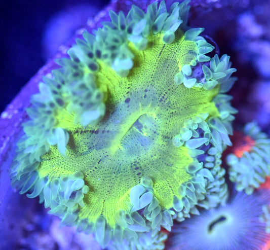 WYSIWYG Ultra Rock Flower Anemone 2.5"