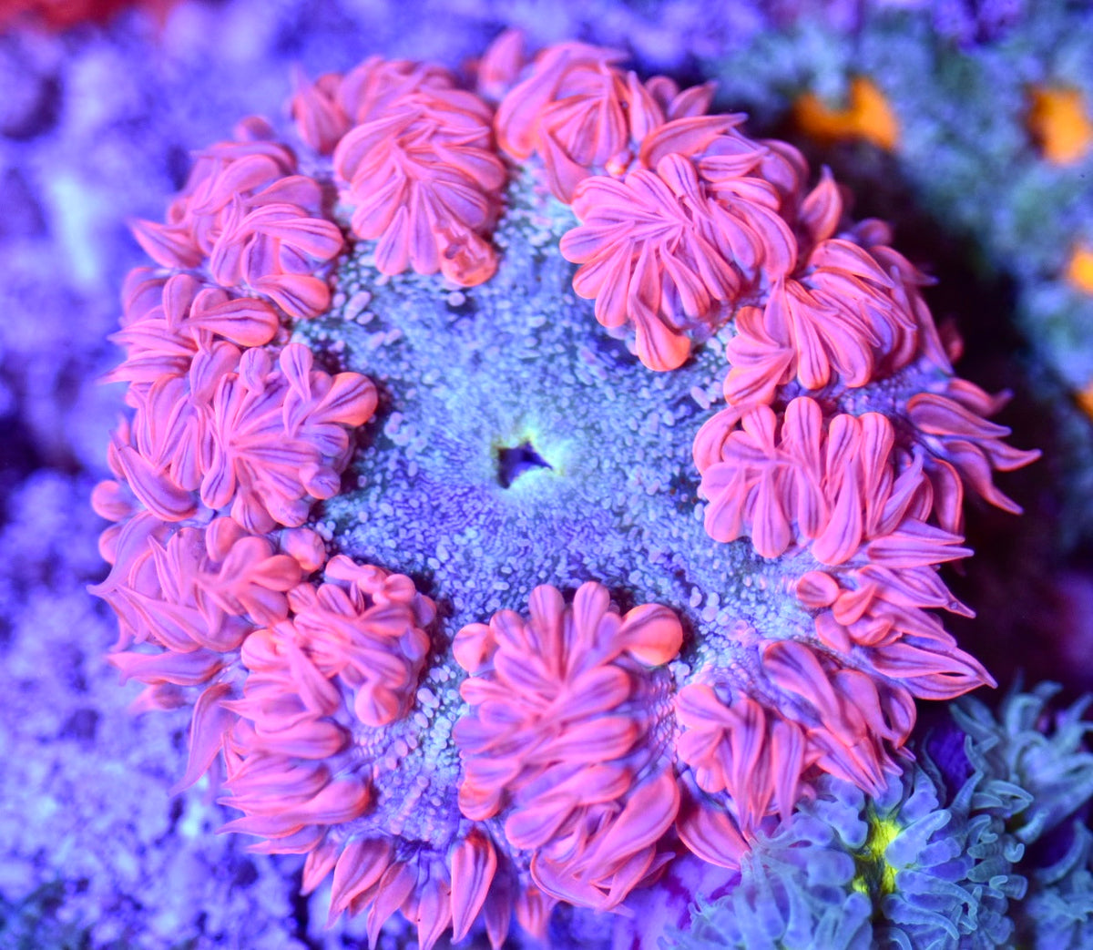 WYSIWYG Ultra Rock Flower Anemone 2.5"