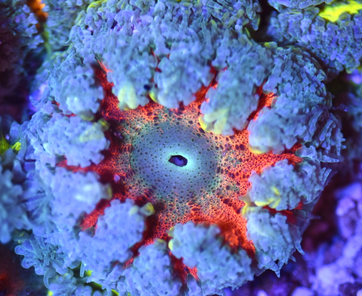 WYSIWYG Ultra Rock Flower Anemone 2.5"