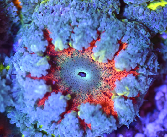 WYSIWYG Ultra Rock Flower Anemone 2.5"
