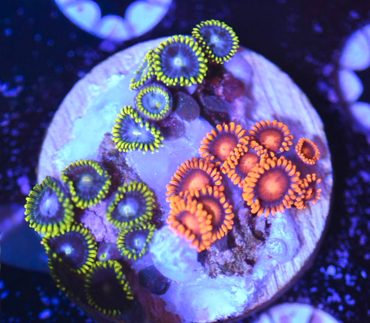 WYSIWYG Zoanthid Combo Frag