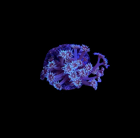 WYSIWYG Bi-Color Goniopora Frag 2"