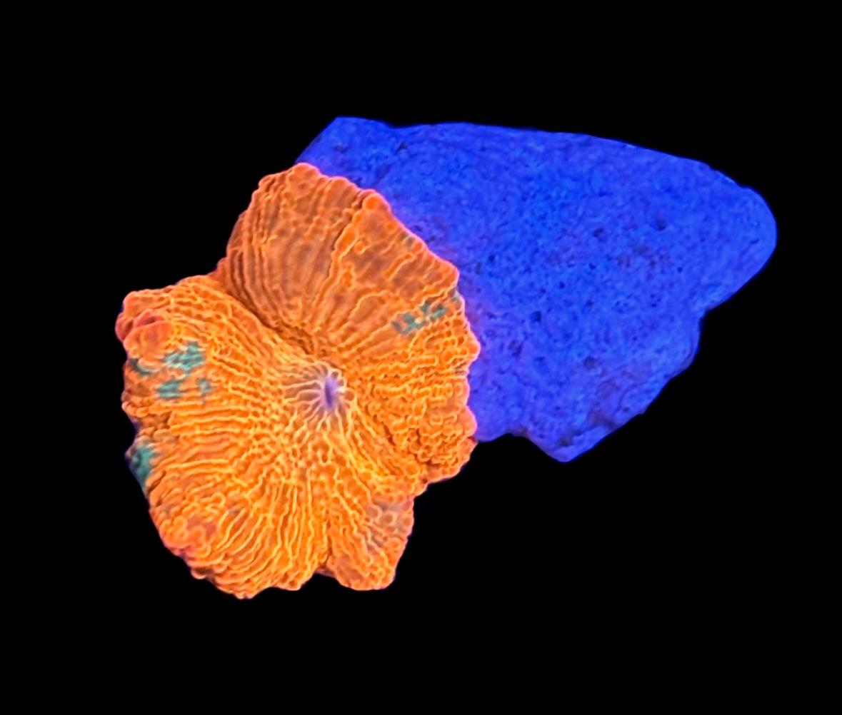 WYSIWYG Candy Crush Jawbreaker Mushroom 1"