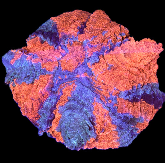 WYSIWYG XL Ultra Rainbow Acanthophyllia 7"