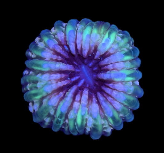 WYSIWYG Rainbow Cynarina 3"