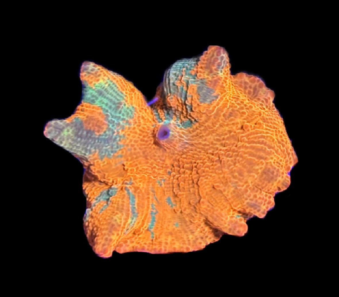 WYSIWYG Candy Crush Jawbreaker Mushroom 2" (WOW!)