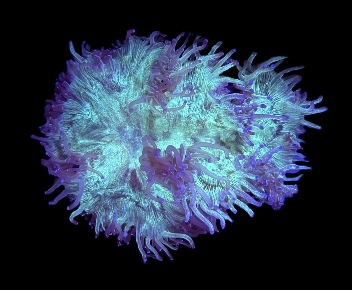 WYSIWYG A-Grade Elegance 4"