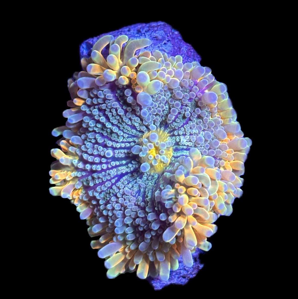 WYSIWYG XL Maui Sunset Yuma Mushroom 2.5" (WOW!)