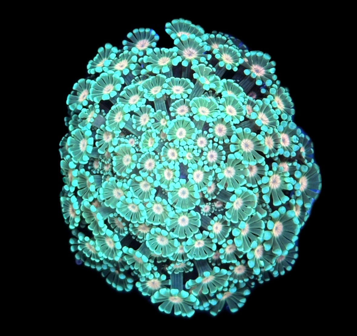 WYSIWYG Incredible Rainbow Alveopora Colony 2.5" (INSANE!)