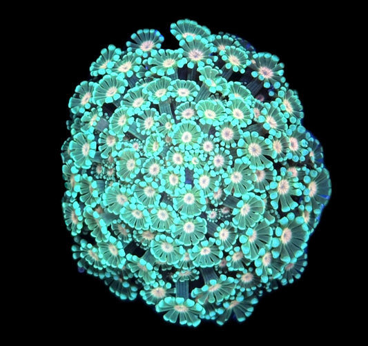 WYSIWYG Incredible Rainbow Alveopora Colony 2.5" (INSANE!)