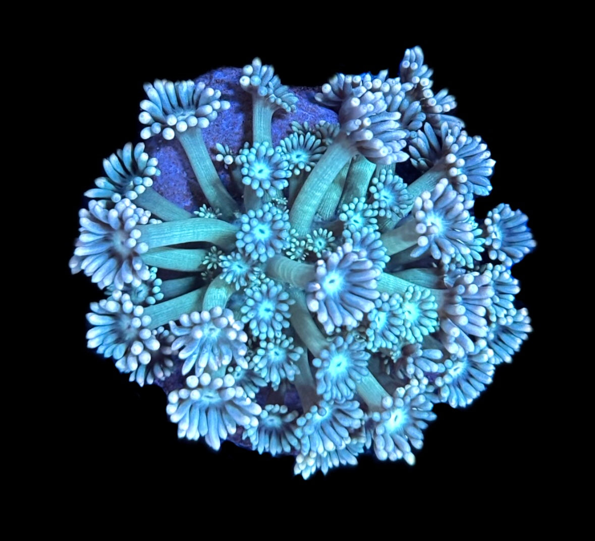 WYSIWYG Blue Ocean Goniopora Colony 3"