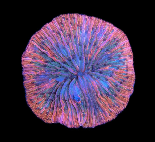 WYSIWYG Ultra Rainbow Fungia Plate 3" (WOW!)