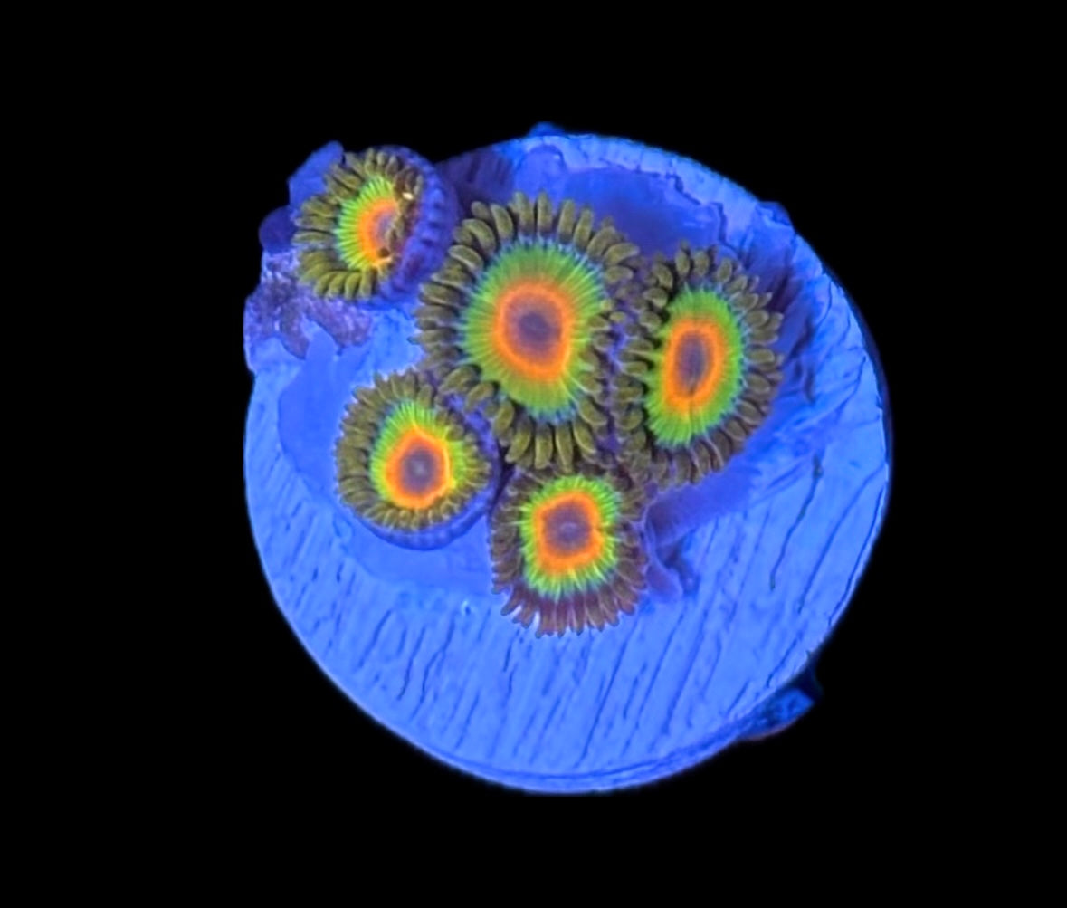 WYSIWYG Rasta Zoanthids