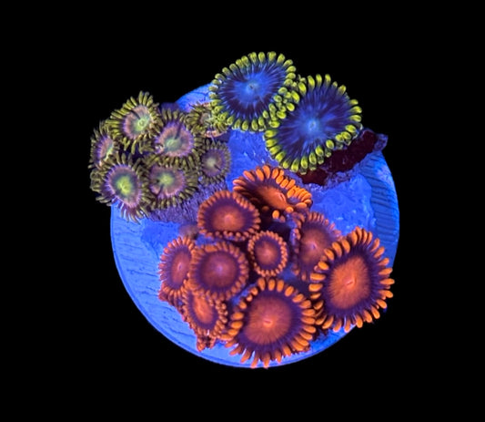 WYSIWYG Zoanthid Combo Frag