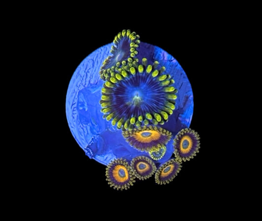 WYSIWYG Zoanthid Combo Frag