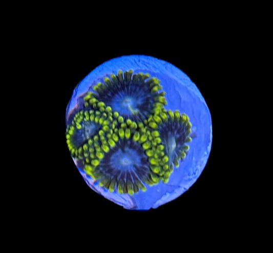 WYSIWYG Smurfette Zoanthids