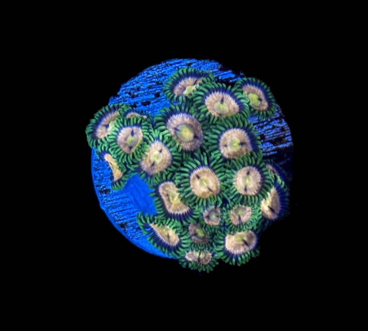 WYSIWYG Golden Goddess Zoanthids